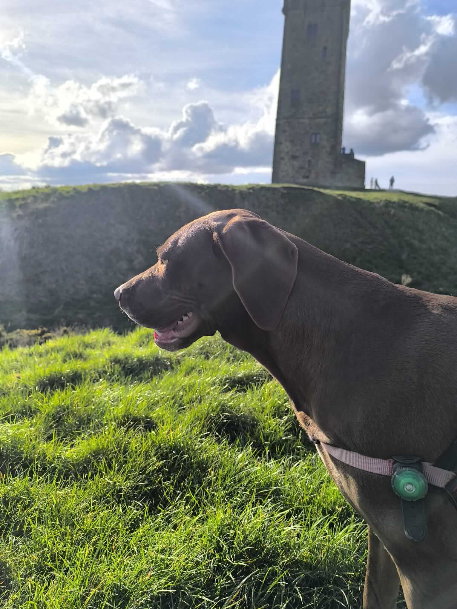 Happy dog enjoying a walk