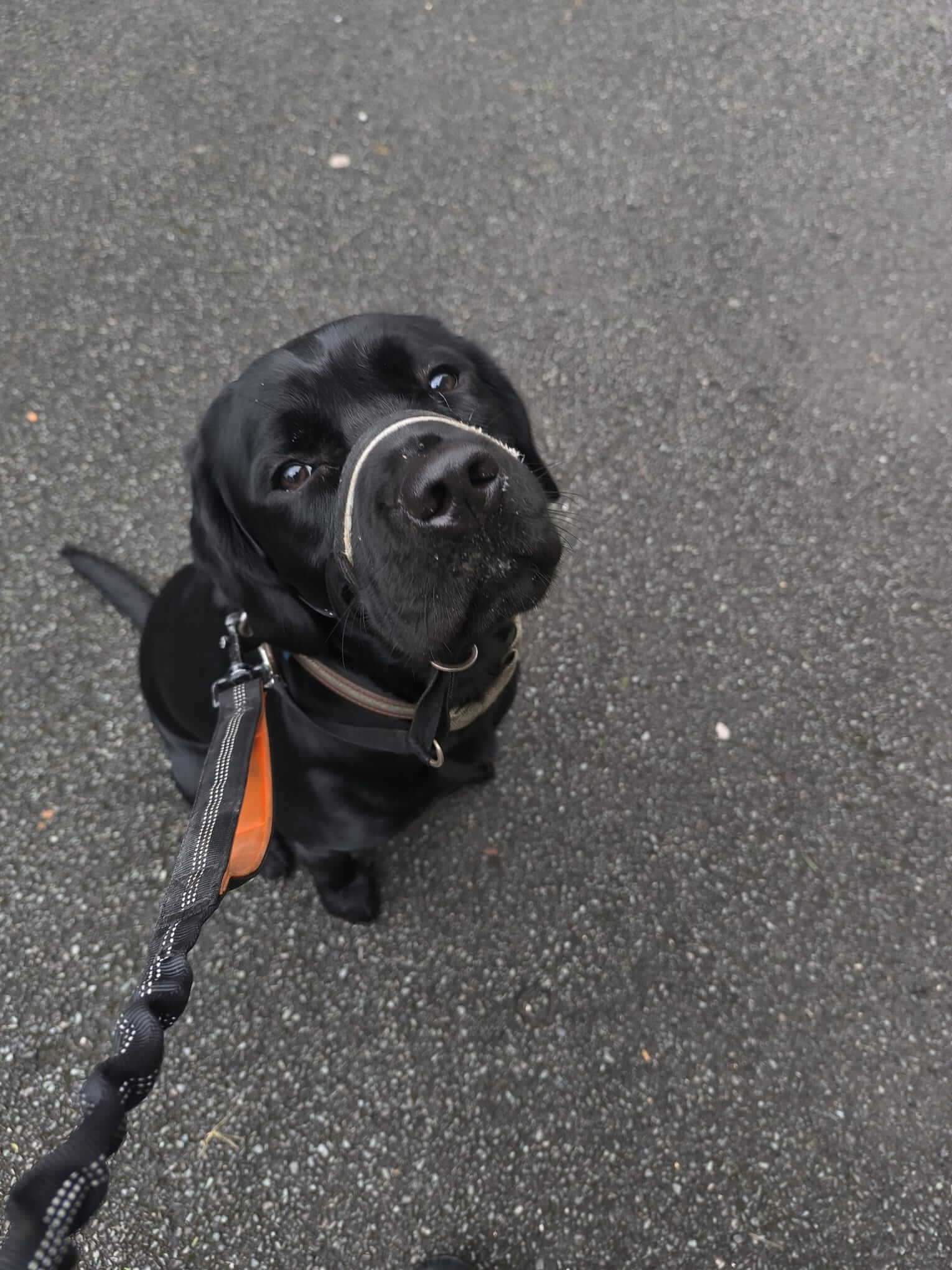 Small group dog walks in safe, open spaces around Wakefield and Dewsbury.