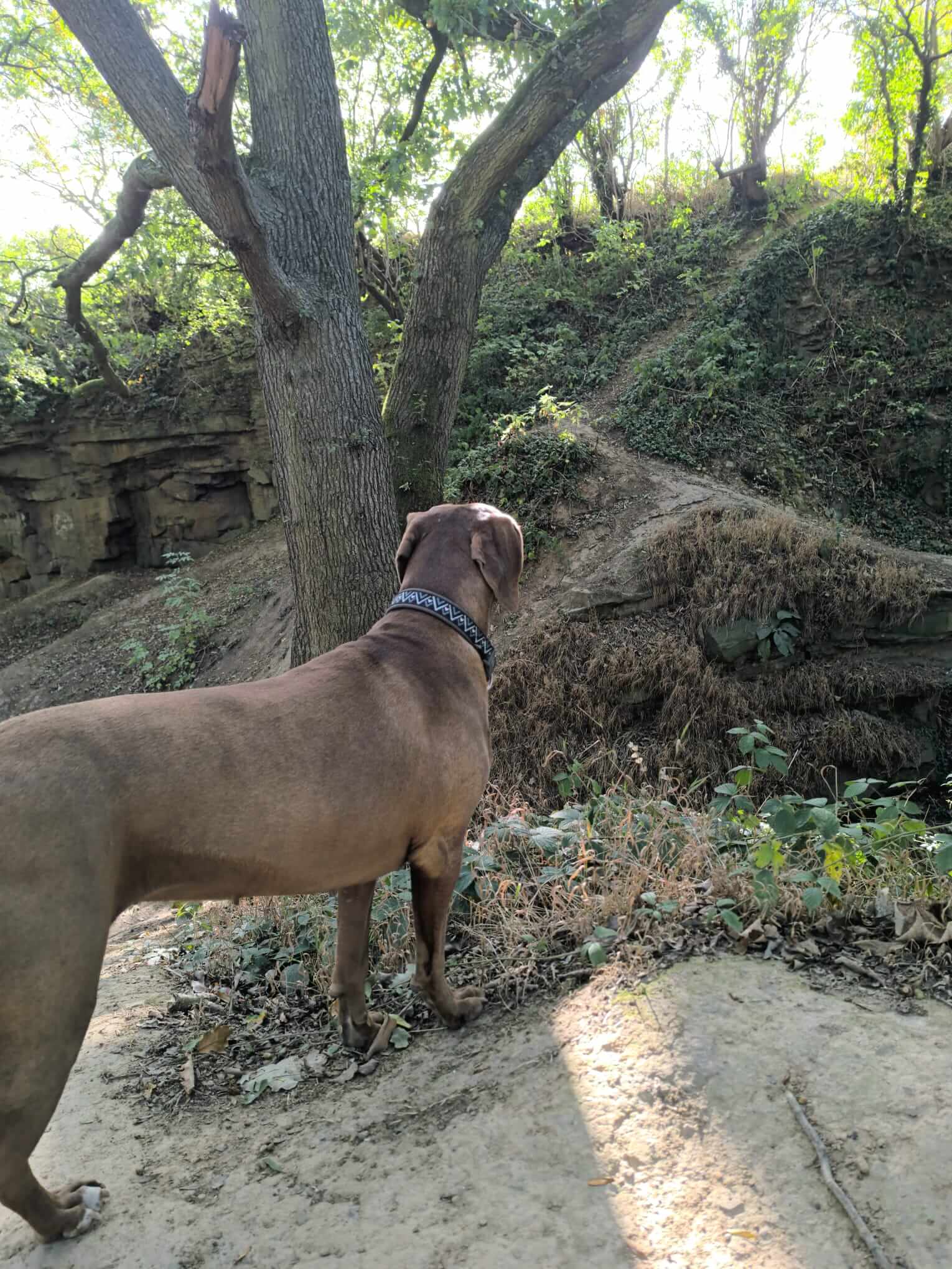 Professional pet walking service helping busy owners keep their dogs active and happy