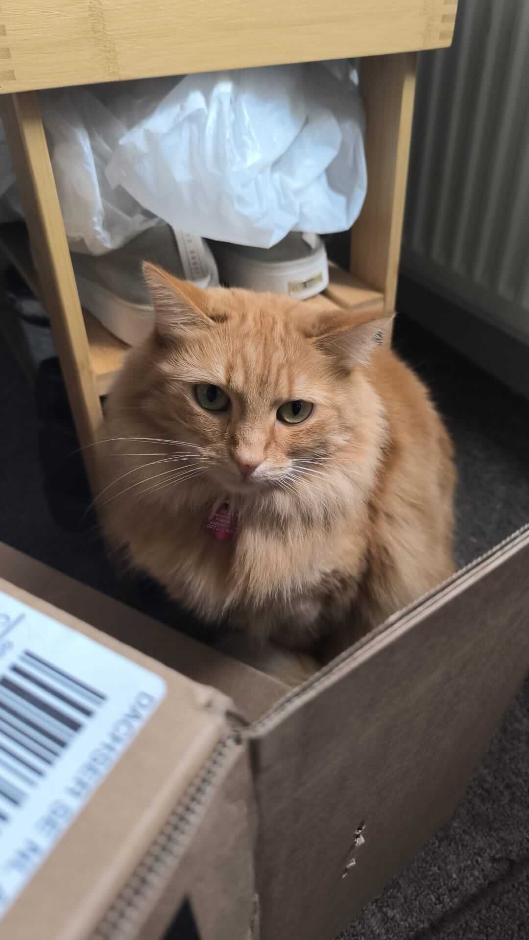 Trusted local dog walker ensuring pets get plenty of exercise and attention.