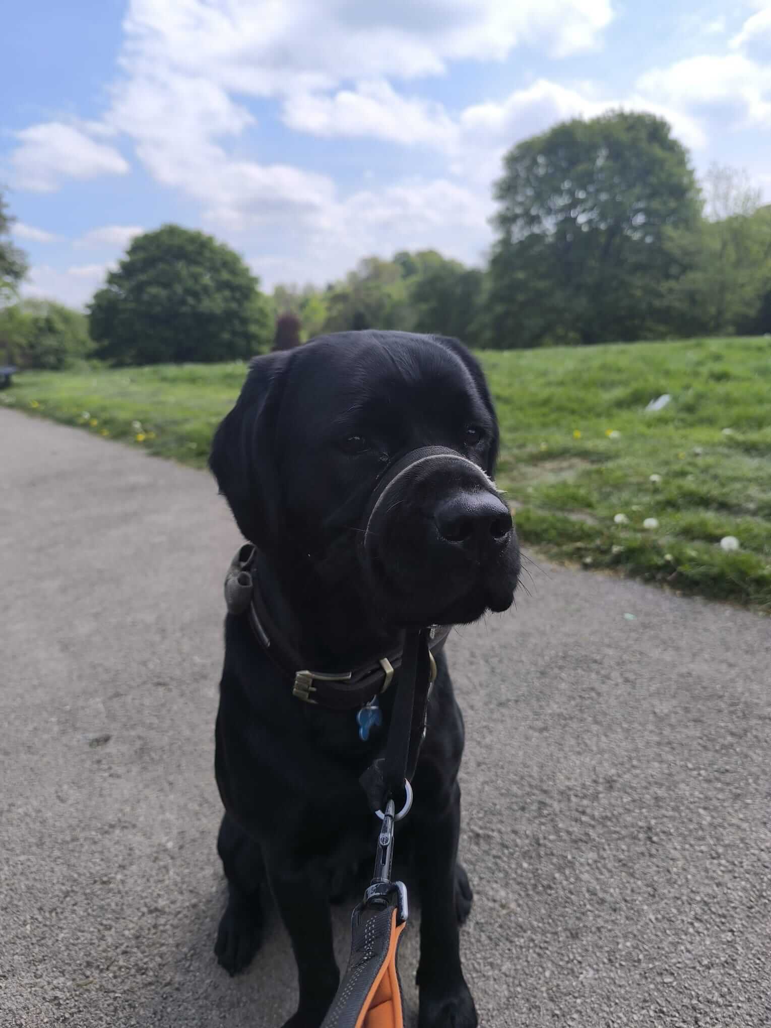 Pet sitting visit