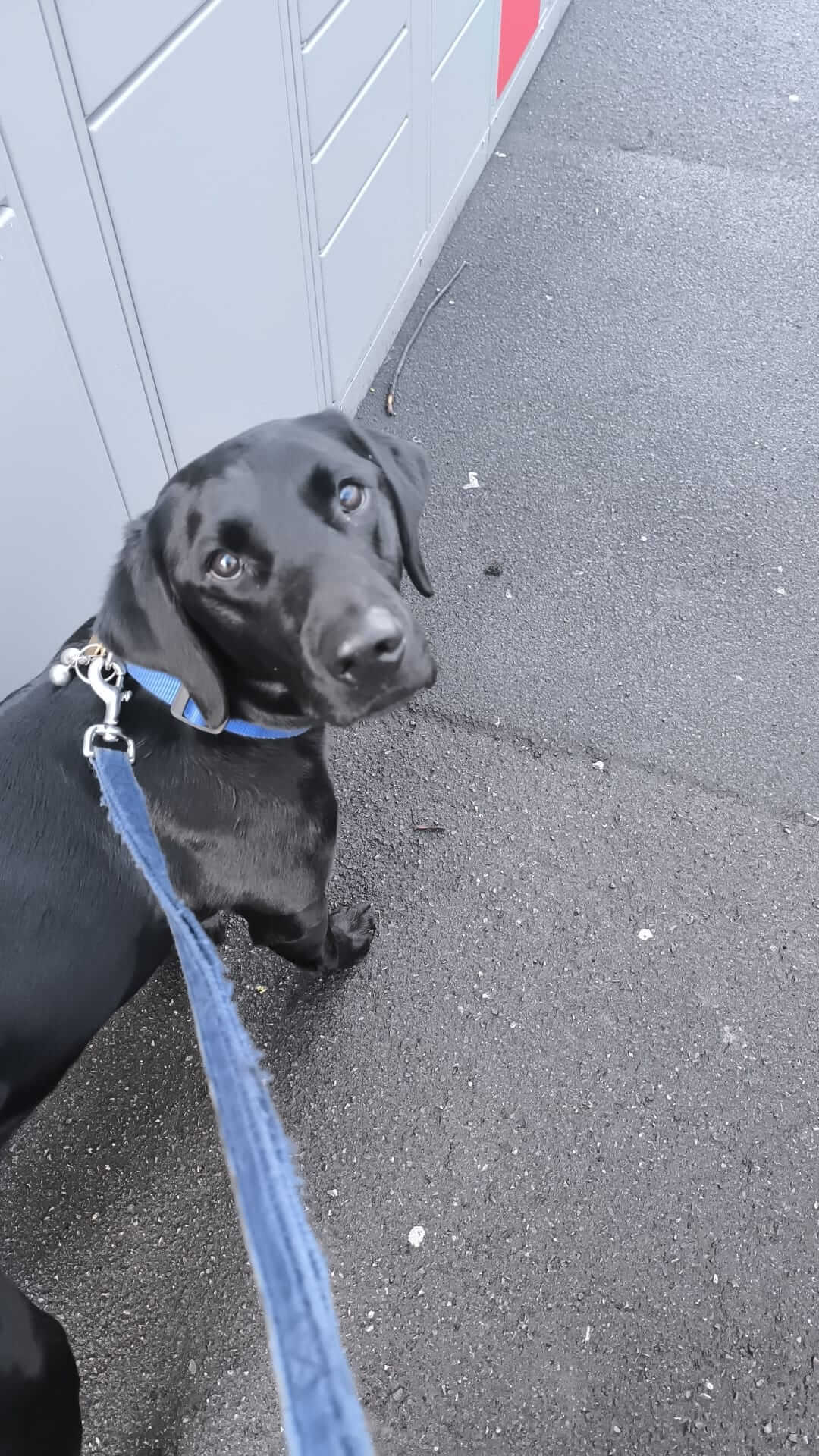 Pet caring in Lockwood Huddersfield – reliable pet sitter and dog walker HD1 HD2