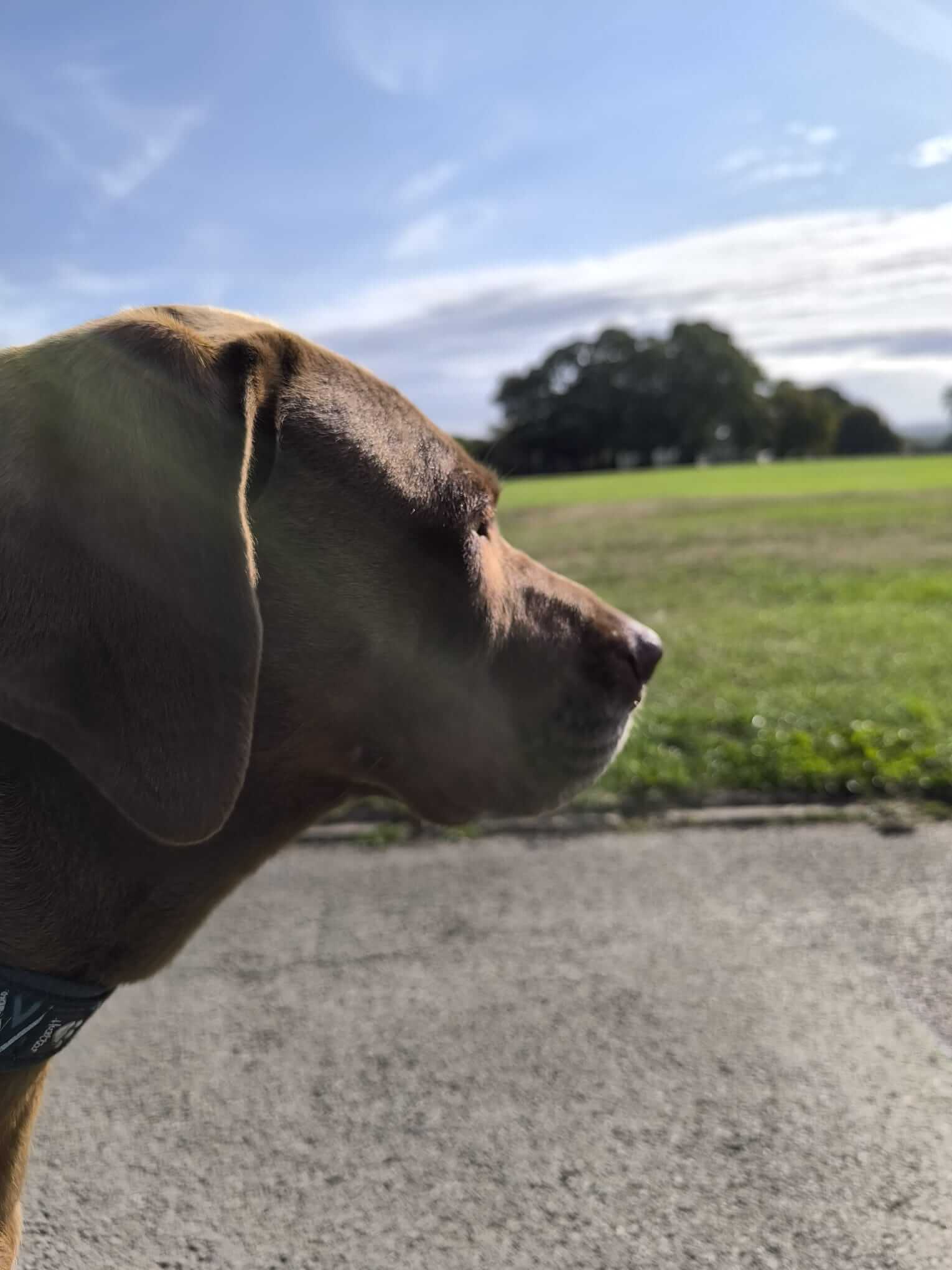 Reliable dog walking in Huddersfield and Halifax with experienced local walkers